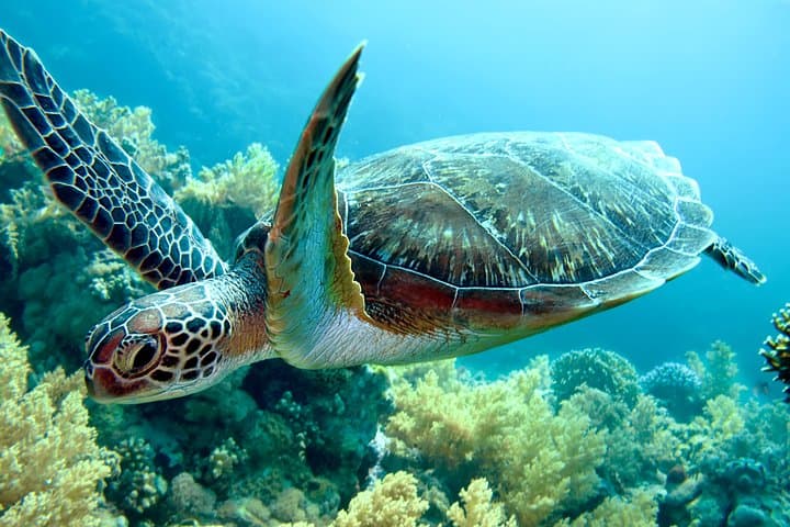 Tortuguero National Park 3-Day Turtle Nesting & Canal Adventure