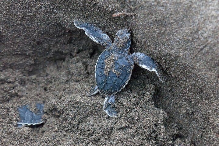 Tortuguero National Park 3-Day Turtle Nesting & Canal Adventure photo 3