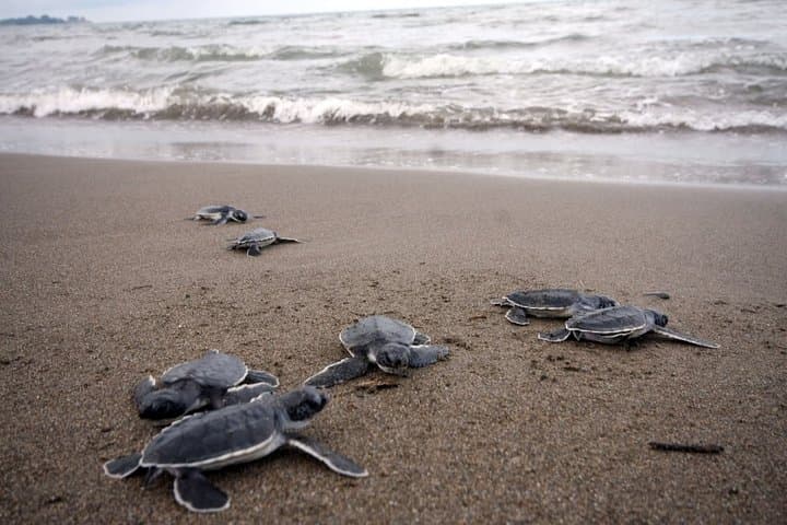 Puerto Escondido Turtle Release and Bioluminescent Lagoon Night Tour photo 6