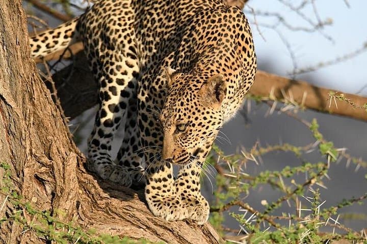 3-Day Masai Mara Private Safari by 4x4 Land Cruiser — Big Five Game Drives photo 2