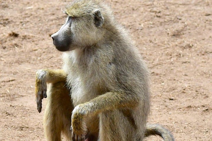 3-Day Masai Mara Private Safari by 4x4 Land Cruiser — Big Five Game Drives photo 3
