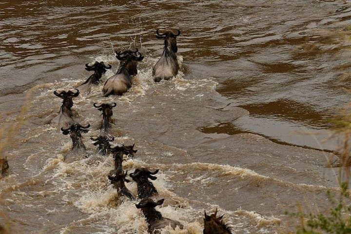 3-Day Masai Mara Private Safari by 4x4 Land Cruiser — Big Five Game Drives photo 4