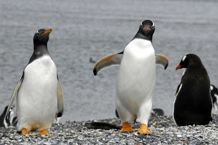 Alongside Penguins — Ushuaia's Martillo Island Walk and Beagle Channel Sail photo 3