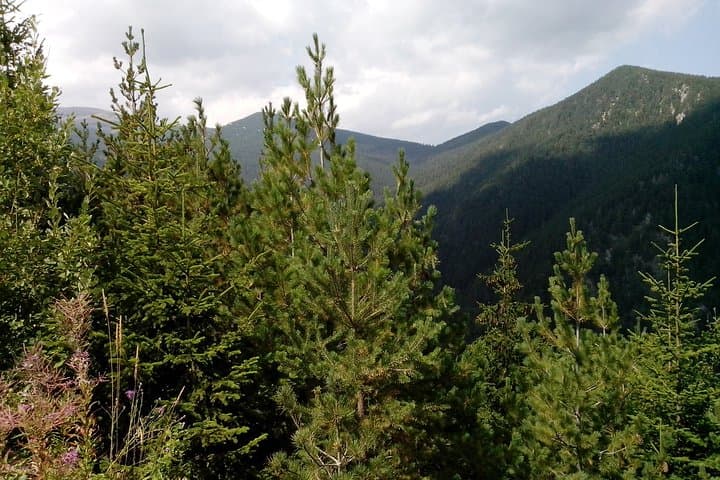 Hike Vitosha's Cherni Vrah: Dragalevtsi Monastery to Black Peak Day Trek photo 3