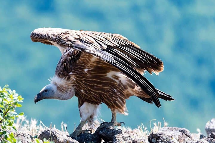 Private Birdwatching from Sofia: Dragoman Marsh, Vitosha & City Parks photo 3