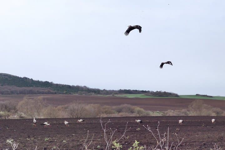 Private Birdwatching from Sofia: Dragoman Marsh, Vitosha & City Parks