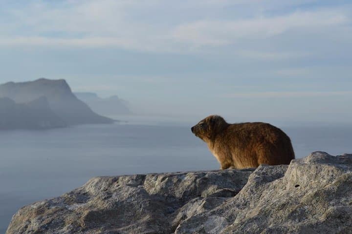 Private Day Tour to the Cape of Good Hope: Chapman's Peak, Cape Point & Boulders Beach photo 3