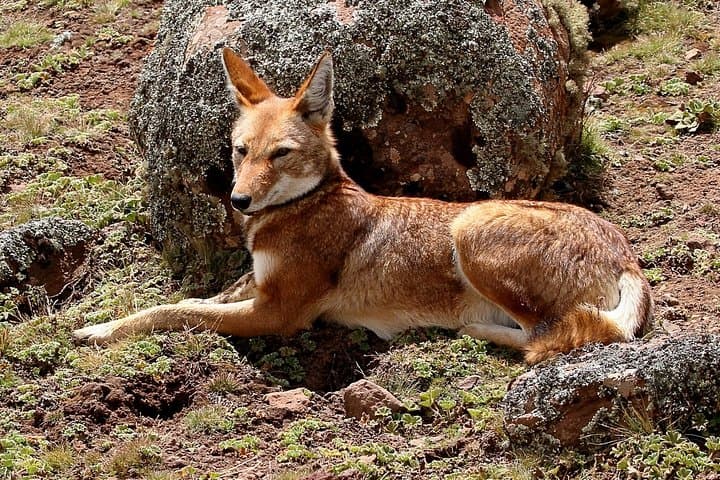 Bale Mountains 5-Day Trek: Ethiopian Wolves, Afro-Alpine Plateau & Harenna Forest photo 3