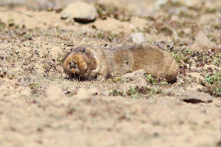 Bale Mountains 5-Day Trek: Ethiopian Wolves, Afro-Alpine Plateau & Harenna Forest photo 4