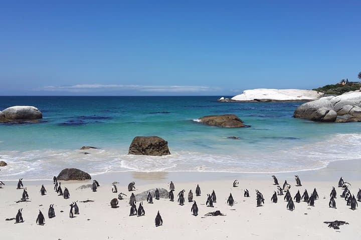 Private Day Tour to the Cape of Good Hope: Chapman's Peak, Cape Point & Boulders Beach photo 6
