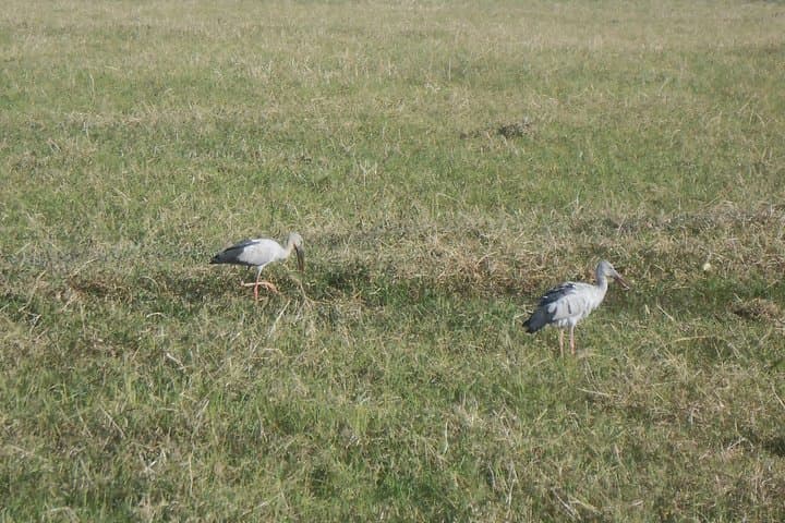 Majuli & Jorhat Escape: Cultural Journey to the World's Largest River Island photo 6