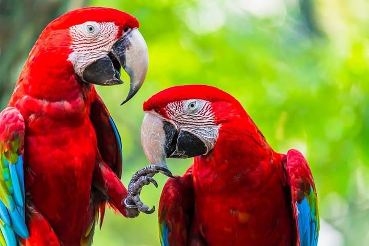 Corcovado Deluxe & Arenal Volcano 8-Day Expedition — Rainforest, Caño Island & Arenal photo 5