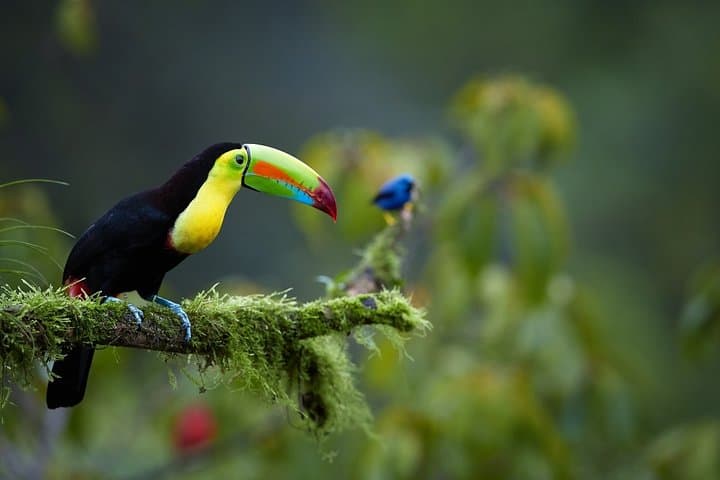 Costa Rica Highlights 8-Day Adventure: Tortuguero, Arenal & Nicoya Coast photo 3