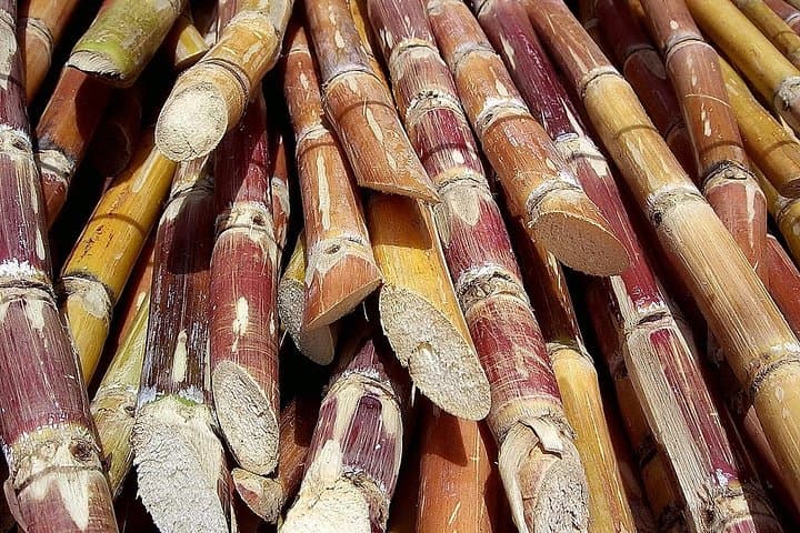 Sugar Cane Hacienda El Paraíso Day Tour from Cali: Explore Valle del Cauca's Cane Country photo 3
