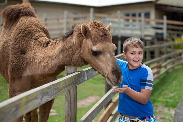 Day on the Farm in Moreton Bay: Feed Animals, Tractor Rides & Putt-Putt Fun