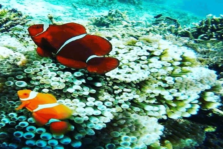 Bali Blue Lagoon & Tanjung Jepun Snorkeling Day Trip photo 3