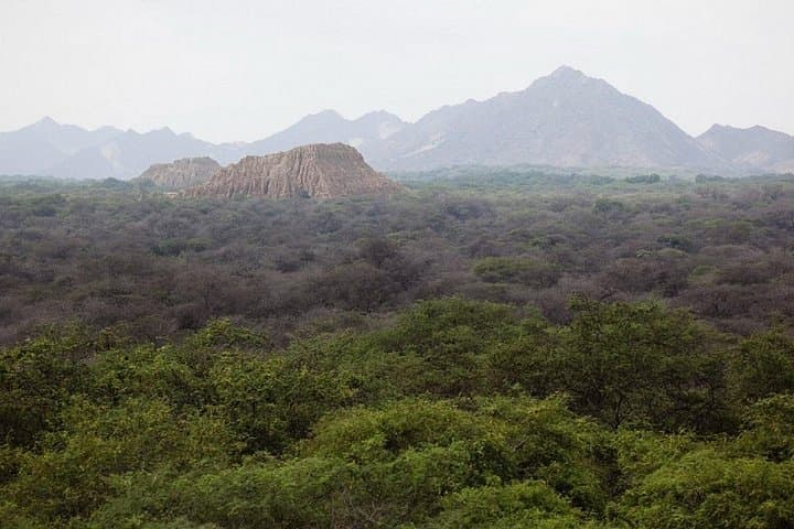 Pomac Forest & Sican Museum Day Tour — Pomac Forest Historic Sanctuary from Chiclayo