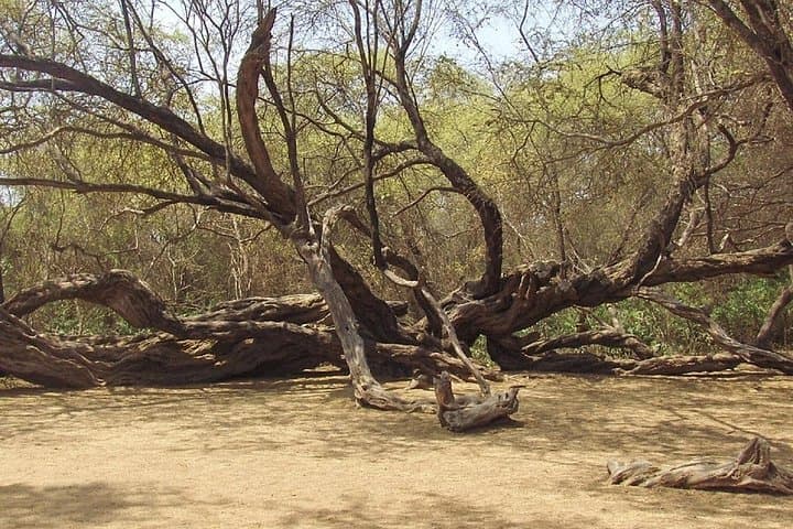 Pomac Forest & Sican Museum Day Tour — Pomac Forest Historic Sanctuary from Chiclayo photo 3