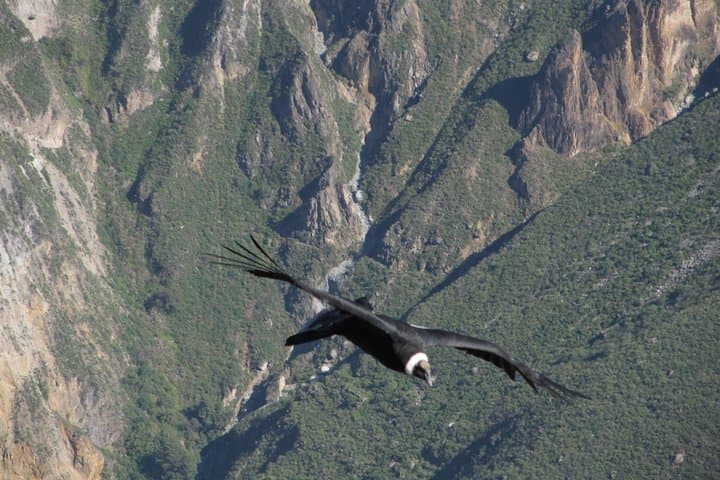 colca-canyon-3-day-trek-condors-oasis-thermal-baths