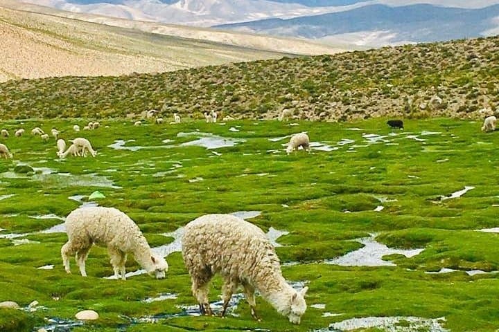 colca-canyon-3-day-trek-condors-oasis-thermal-baths photo 5
