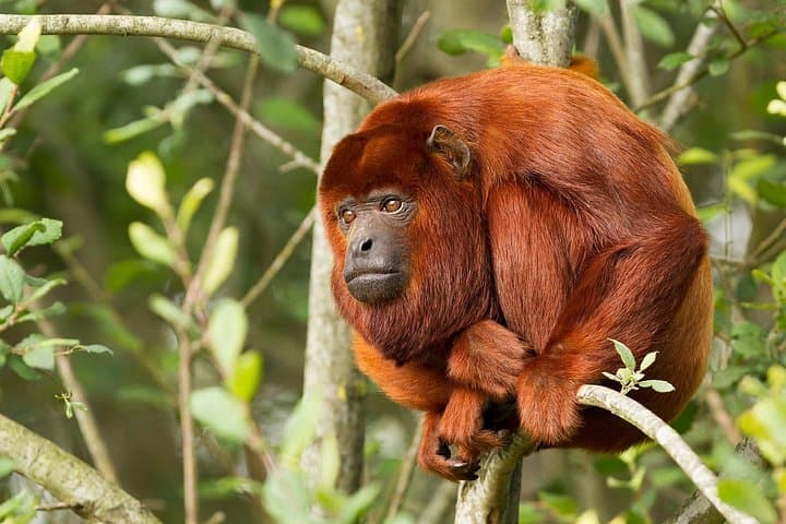 4-Day Tambopata Rainforest Adventure — Puerto Maldonado Jungle Tour