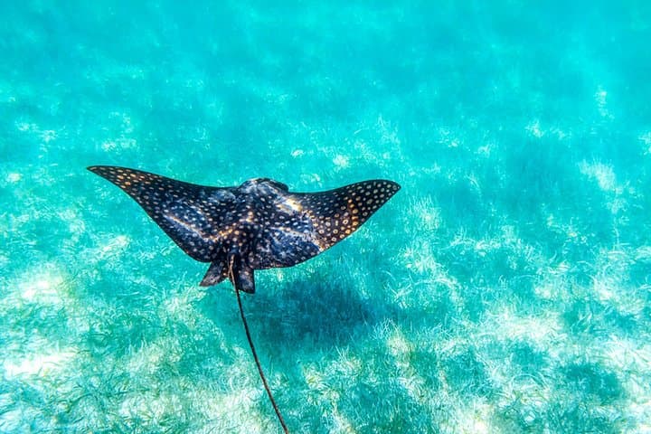 Private Sian Ka'an Adventure from Tulum — Boat, Snorkel & Wildlife Day Trip photo 3