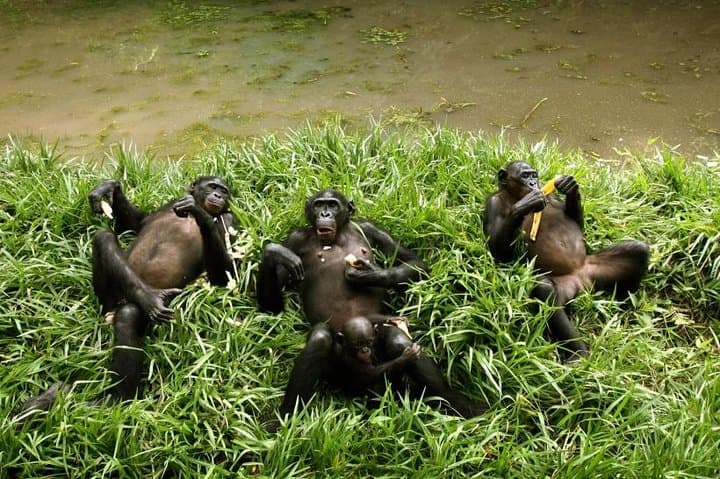 Visiting Lola Ya Bonobo: Kinshasa’s Premier Bonobo Sanctuary Experience