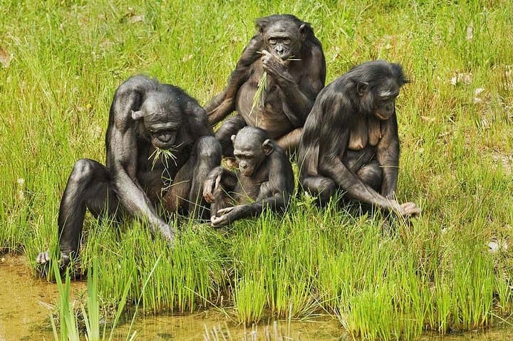 Visiting Lola Ya Bonobo: Kinshasa’s Premier Bonobo Sanctuary Experience photo 2