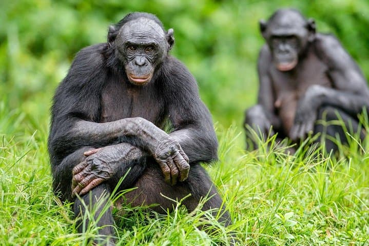 Visiting Lola Ya Bonobo: Kinshasa’s Premier Bonobo Sanctuary Experience photo 3
