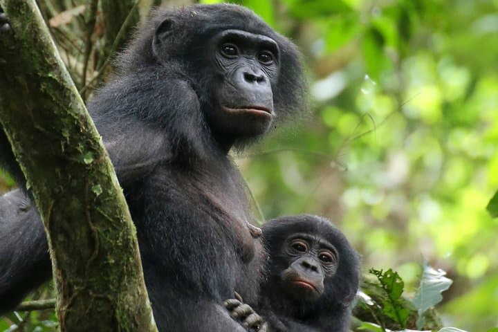 Visiting Lola Ya Bonobo: Kinshasa’s Premier Bonobo Sanctuary Experience photo 4