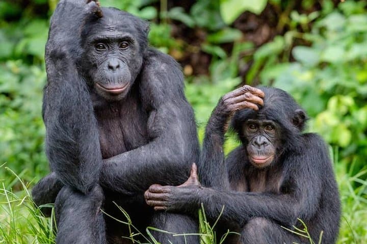 Visiting Lola Ya Bonobo: Kinshasa’s Premier Bonobo Sanctuary Experience photo 5
