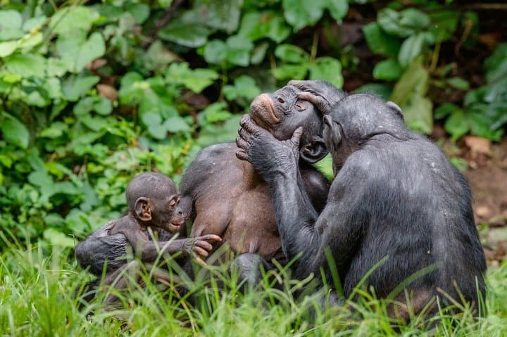Visiting Lola Ya Bonobo: Kinshasa’s Premier Bonobo Sanctuary Experience photo 6