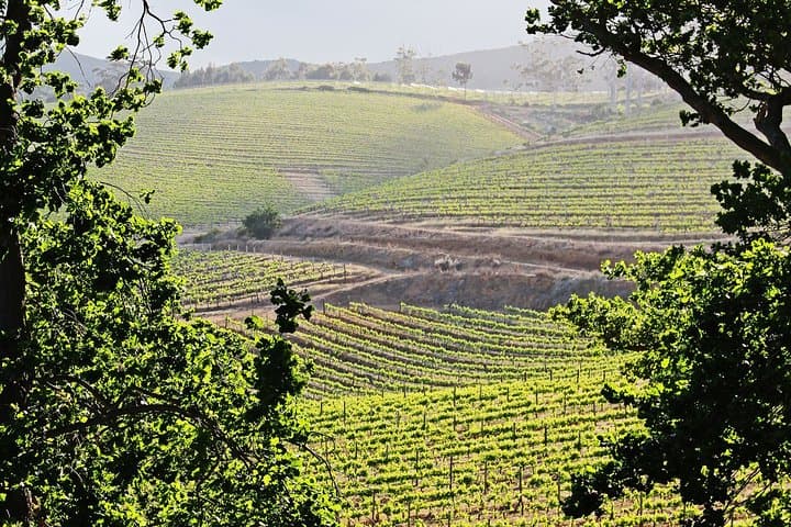 From Table Mountain to Cape Point: Full-Day Cape Town Coastal & Winelands Escape photo 4