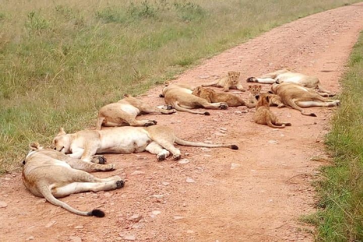 7-day-maasai-mara-nakuru-naivasha-amboseli-budget-group-safari photo 1