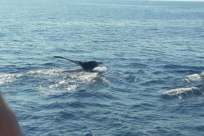Whale Watching in Colombia's Pacific: Uramba Bahía Málaga Day Tour photo 4
