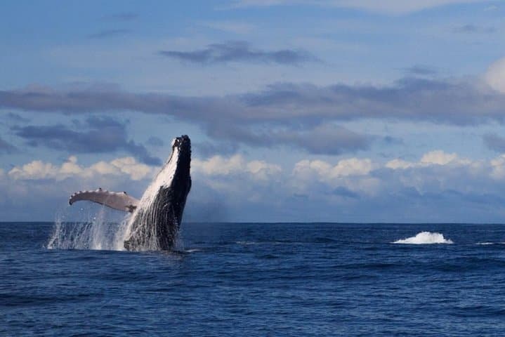 Whale Watching in Colombia's Pacific: Uramba Bahía Málaga Day Tour photo 2