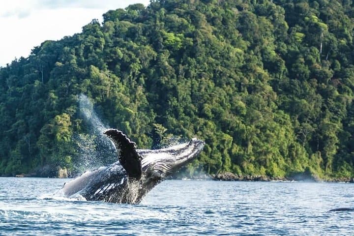 Whale Watching in Colombia's Pacific: Uramba Bahía Málaga Day Tour