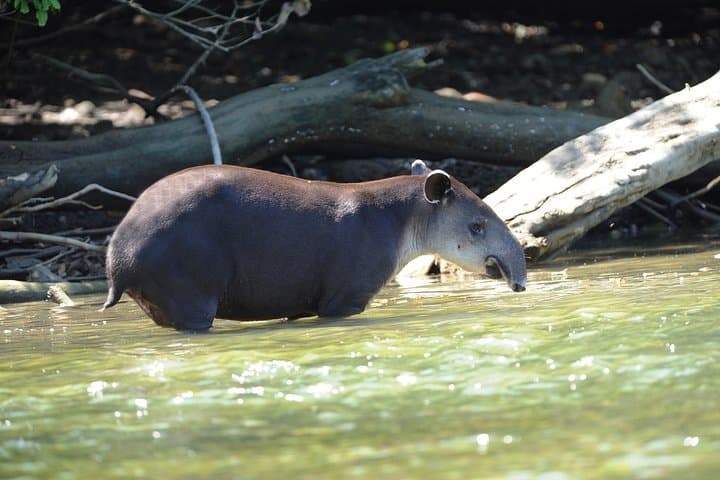 Corcovado Deluxe & Arenal Volcano 8-Day Expedition — Rainforest, Caño Island & Arenal