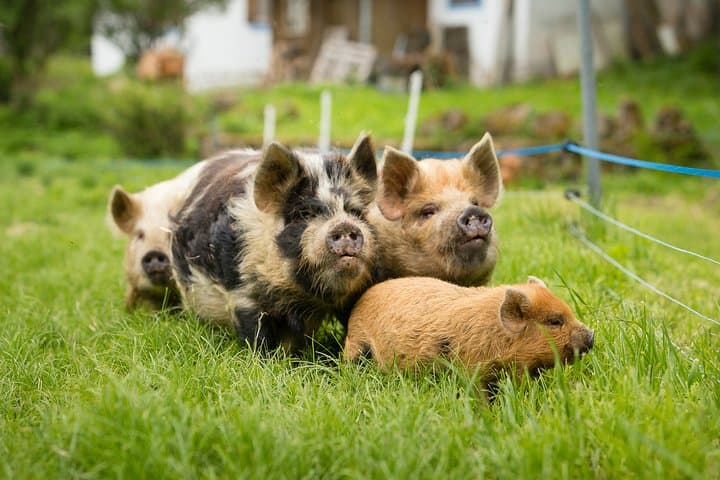 Kune Kune Pig Petting at Edermühle: Hands-On Farm Visit in the Waldviertel