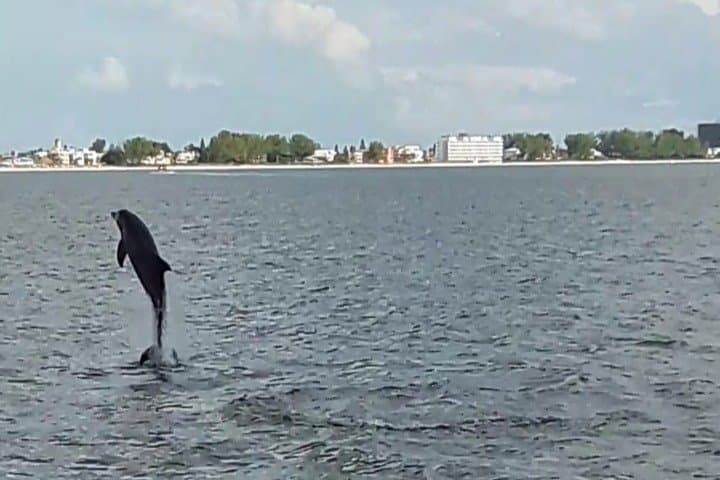 John's Pass Dolphin Watching Cruise — 90-Minute Eco Tour in Madeira Beach, FL photo 4