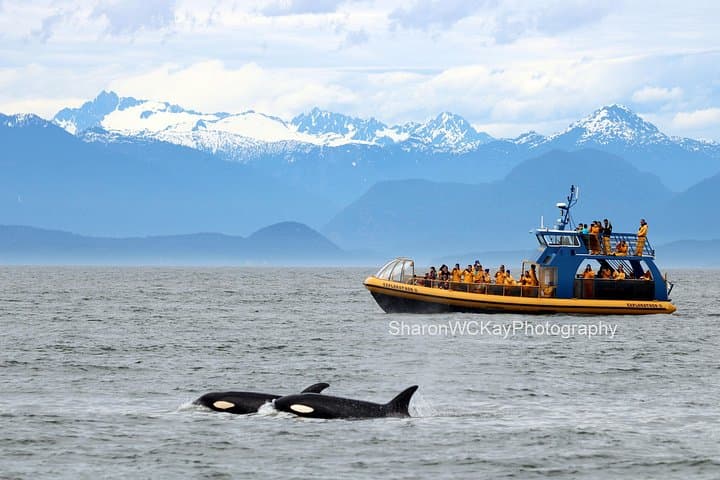 Whale Watching Tour from Vancouver: Orcas & Humpbacks in the Strait of Georgia photo 1