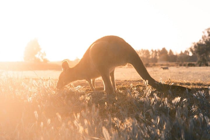 Sherbrooke Forest Hike and Yarra Valley Wine & Gin Day Tour from Melbourne photo 3