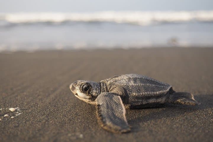 Tortuguero National Park 3-Day Turtle Nesting & Canal Adventure photo 6
