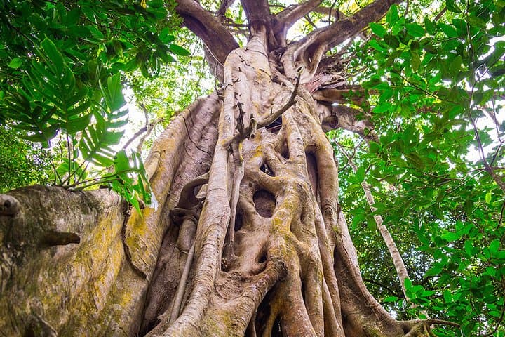 Mossman Gorge Adventure Day: River Drift, Kuku Yalanji Ceremony & Daintree Walk photo 5