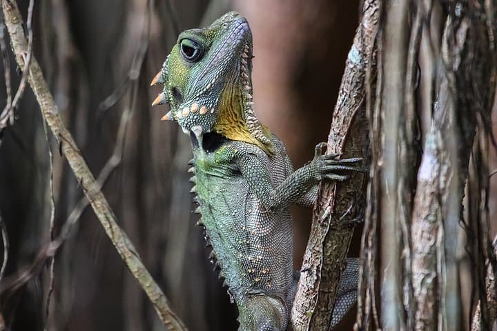 Mossman Gorge Adventure Day: River Drift, Kuku Yalanji Ceremony & Daintree Walk photo 6