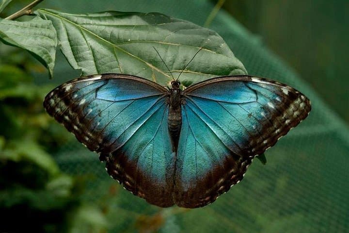La Paz Waterfall Gardens: Waterfalls, Wildlife & Cloud Forest Day Tour from San José photo 3