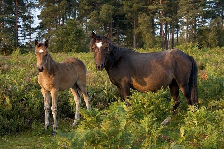 New Forest and Salisbury Day Tour from Southampton — Beaulieu, Lyndhurst & Salisbury Cathedral photo 4