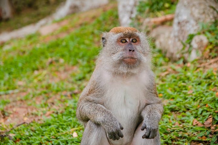 Explore Batu Caves and Kanching Waterfalls: Private Kuala Lumpur Day Tour photo 5