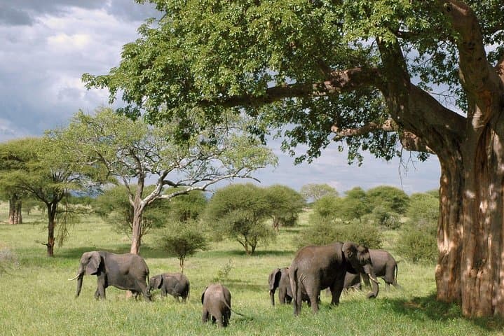 Masai Mara Safari: Big Five, Wildebeest Migration & Maasai Culture photo 2