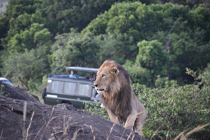 Masai Mara Safari: Big Five, Wildebeest Migration & Maasai Culture photo 3
